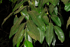 Diospyros candolleana